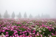 꽃, flower, tree, 나무, nature, 사진,이미지,일러스트,캘리그라피 - ldh7963작가 크라우드픽 - 저작권 걱정 없는 상업용 이미지