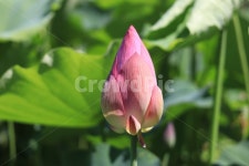 꽃봉우리, 여름, 연꽃, 연못, 꽃, 사진,이미지,일러스트,캘리그라피 - lillapic작가 크라우드픽 - 저작권 걱정 없는 상업용 이미지