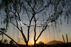 들판, flower, 농장, 경관, red, 사진,이미지,일러스트,캘리그라피 - 순풍작가 크라우드픽 - 저작권 걱정 없는 상업용 이미지