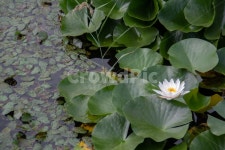 온수역, 수목원, 연꽃, lake, 호수, 사진,이미지,일러스트,캘리그라피 - cryoma작가 크라우드픽 - 저작권 걱정 없는 상업용 이미지