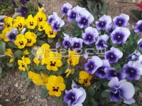 팬지, 꽃, flower, plant, 식물, 사진,이미지,일러스트,캘리그라피 - 행복한발바리작가 크라우드픽 - 저작권 걱정 없는 상업용 이미지