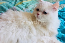 고양이, 냐옹이, 냐옹, 터키쉬앙고라, 러시안블루, 사진,이미지,일러스트,캘리그라피 - 픽토그래퍼작가 크라우드픽 - 저작권 걱정 없는 상업용 이미지