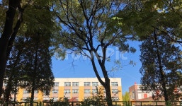 나무, 낮은건물, 학교, 초등학교, 교육, 사진,이미지,일러스트,캘리그라피 - hapumy작가 크라우드픽 - 저작권 걱정 없는 상업용 이미지