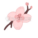 꽃, cherryblossom, 봄, 벚꽃, 꽃잎, 사진,이미지,일러스트,캘리그라피 - paramstudio작가 크라우드픽 - 저작권 걱정 없는 상업용 이미지