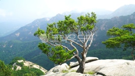 소나무, 관봉, 산마루, 테라스, 여름, 사진,이미지,일러스트,캘리그라피 - 웅장작가 크라우드픽 - 저작권 걱정 없는 상업용 이미지