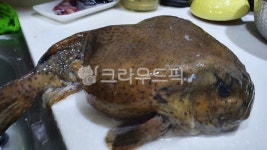 도치, 생물, 해양생물, 어류, 피쉬, 사진,이미지,일러스트,캘리그라피 - 햇님공주작가 크라우드픽 - 저작권 걱정 없는 상업용 이미지