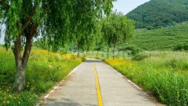 길, 나무, 자연, 한적함, 여름, 사진,이미지,일러스트,캘리그라피 - 멍수쓰작가 크라우드픽 - 저작권 걱정 없는 상업용 이미지