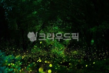반딧불, 야경, 빛, 곶자왈, 숲, 사진,이미지,일러스트,캘리그라피 - ju999작가 크라우드픽 - 저작권 걱정 없는 상업용 이미지