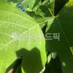 leaf, 잎, plant, 식물, green, 사진,이미지,일러스트,캘리그라피 - boki84작가 크라우드픽 - 저작권 걱정 없는 상업용 이미지