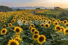 해바라기, 해바라기꽃, 해바라기꽃밭, 식물, 꽃, 사진,이미지,일러스트,캘리그라피 - 할수있어작가 크라우드픽 - 저작권 걱정 없는 상업용 이미지