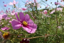 꽃축제, 가을꽃, 배경화면, 자연, flower, 사진,이미지,일러스트,캘리그라피 - 슈작가작가 크라우드픽 - 저작권 걱정 없는 상업용 이미지