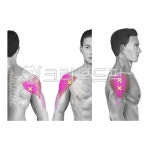 근육, 트리거포인트, 통증유발점, muscle, 삼각근, 사진,이미지,일러스트,캘리그라피 - Nchuccida작가 크라우드픽 - 저작권 걱정 없는 상업용... 