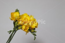 꽃, 프리지아, 후리지아, freesia, 노란꽃, 사진,이미지,일러스트,캘리그라피 - SYONGT작가 크라우드픽 - 저작권 걱정 없는 상업용 이미지