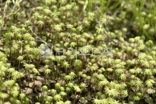 plant, 식물, moss, 이끼, 우산이끼, 사진,이미지,일러스트,캘리그라피 - archidragon작가 크라우드픽 - 저작권 걱정 없는 상업용 이미지