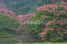 담양, 명옥헌, 명옥헌원림, 문화재, 배롱나무, 사진,이미지,일러스트,캘리그라피 - 영산공작가 크라우드픽 - 저작권 걱정 없는 상업용 이미지