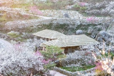 매화마을, 초가집, 봄풍경, 매화축제, 초가지붕, 사진,이미지,일러스트,캘리그라피 - weditor작가 크라우드픽 - 저작권 걱정 없는 상업용 이미지