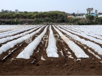 시골, 텃밭, 밭, 농사, farming, 사진,이미지,일러스트,캘리그라피 - 뚜벅뚜벅 막사작가 크라우드픽 - 저작권 걱정 없는 상업용 이미지