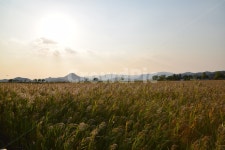 순천만, 갈대, 갈대숲, 일몰, 순천, 사진,이미지,일러스트,캘리그라피 - Nna19891211작가 크라우드픽 - 저작권 걱정 없는 상업용 이미지