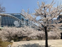 벚꽃, cherryblossom, 사쿠라, 봄, spring, 사진,이미지,일러스트,캘리그라피 - whymeback작가 크라우드픽 - 저작권 걱정 없는 상업용... 