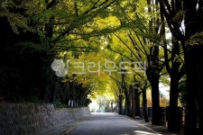 road, 도로, tree, 나무, street, 사진,이미지,일러스트,캘리그라피 - Reborn71작가 크라우드픽 - 저작권 걱정 없는 상업용 이미지