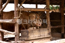 소, 동물, animal, 가축, 외양간, 사진,이미지,일러스트,캘리그라피 - enparadise작가 크라우드픽 - 저작권 걱정 없는 상업용 이미지