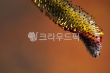 plant, 식물, 버들강아지, 강아지꽃, 봄, 사진,이미지,일러스트,캘리그라피 - Nepoto1작가 크라우드픽 - 저작권 걱정 없는 상업용 이미지