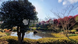 제주도, 카멜리아힐, 호수, 나무, 꽃, 사진,이미지,일러스트,캘리그라피 - Ntnalsdl125작가 크라우드픽 - 저작권 걱정 없는 상업용 이미지