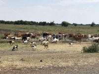 목장, 소, 아프리카, 초원, 염소, 사진,이미지,일러스트,캘리그라피 - Baraka작가 크라우드픽 - 저작권 걱정 없는 상업용 이미지