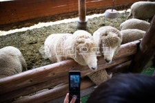 양떼목장, 목장, 목초지, 포유동뮬, 산, 사진,이미지,일러스트,캘리그라피 - 애롱작가 크라우드픽 - 저작권 걱정 없는 상업용 이미지