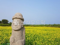 제주도, 돌하르방, 유채꽃, 섬, 꽃, 사진,이미지,일러스트,캘리그라피 - Nseojihyun00작가 크라우드픽 - 저작권 걱정 없는 상업용 이미지
