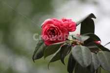 동백나무, 꽃, 봄, camellia, commoncamellia, 사진,이미지,일러스트,캘리그라피 - 산사람작가 크라우드픽 - 저작권 걱정 없는 상업용 이미지