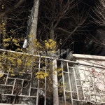 개나리, 담장, 꽃, 봄, 노란꽃, 사진,이미지,일러스트,캘리그라피 - Bijou작가 크라우드픽 - 저작권 걱정 없는 상업용 이미지