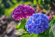 수국, flower, 꽃, plant, 식물, 사진,이미지,일러스트,캘리그라피 - phototo73작가 크라우드픽 - 저작권 걱정 없는 상업용 이미지