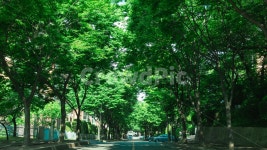 숲, 나무, 도로, 경북대학교, 경북대학교정문, 사진,이미지,일러스트,캘리그라피 - Veri pic작가 크라우드픽 - 저작권 걱정 없는 상업용 이미지