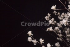 목련, 밤, 봄, 백목련, 감성, 사진,이미지,일러스트,캘리그라피 - marron_pix작가 크라우드픽 - 저작권 걱정 없는 상업용 이미지