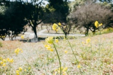 봄, 봄꽃, 계절, flower, vegetation, 사진,이미지,일러스트,캘리그라피 - JackyPhoto작가 크라우드픽 - 저작권 걱정 없는 상업용 이미지