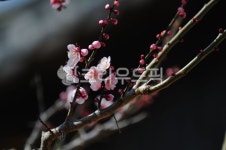 홍매화, 봄, 계절, 봄날, 따스한, 사진,이미지,일러스트,캘리그라피 - lgk0520작가 크라우드픽 - 저작권 걱정 없는 상업용 이미지