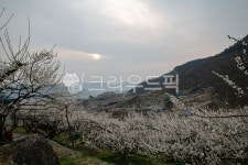 매화꽃, 매실나무, 농장아침해, 청매실농원, 광양매실농장, 사진,이미지,일러스트,캘리그라피 - 조하운해작가 크라우드픽 - 저작권 걱정 없는... 
