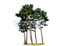 소나무, 나무, 누끼, png, 배경, 사진,이미지,일러스트,캘리그라피 - 나비처럼작가 크라우드픽 - 저작권 걱정 없는 상업용 이미지