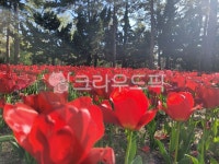 flower, 자연, 꽃, 나무, nature, 사진,이미지,일러스트,캘리그라피 - 영수길작가 크라우드픽 - 저작권 걱정 없는 상업용 이미지