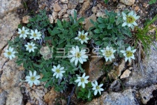 솜다리, 에델바이스, 솜다리꽃, 고산식물, 고산야생화, 사진,이미지,일러스트,캘리그라피 - fresh air작가 크라우드픽 - 저작권 걱정 없는... 