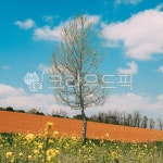 field, 들, nature, 자연, 유채꽃, 사진,이미지,일러스트,캘리그라피 - Solw Graphy작가 크라우드픽 - 저작권 걱정 없는 상업용 이미지