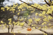 바구니속사계절 | 산수유, 봄꽃, 봄, 바구니, 계절, 사진,이미지,일러스트,캘리그라피 - 키키작가 크라우드픽 - 저작권 걱정 없는 상업용 이미지
