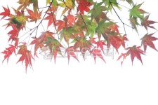 단풍, maple, 가을, autumn, 단풍잎, 사진,이미지,일러스트,캘리그라피 - 고운경작가 크라우드픽 - 저작권 걱정 없는 상업용 이미지