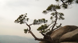 pine, 소나무, 바위, 멋, 실루엣, 사진,이미지,일러스트,캘리그라피 - 웅장작가 크라우드픽 - 저작권 걱정 없는 상업용 이미지