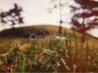 봄, 들판, 공원, 서울, 들풀 사진, 이미지 - hjnmm작가 가장 한국적인 스톡 사진 - 크라우드픽