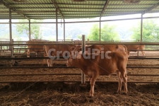 소, 동물, 외양간, 시골, 송아지, 사진,이미지,일러스트,캘리그라피 - 잰나작가 크라우드픽 - 저작권 걱정 없는 상업용 이미지