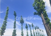 가을하늘, 하늘, 외국, 나무, 가지치기, 사진,이미지,일러스트,캘리그라피 - Jinaaa작가 크라우드픽 - 저작권 걱정 없는 상업용 이미지