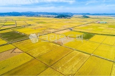 황금들판, 황금들녘, 들판, 논밭, 논, 사진,이미지,일러스트,캘리그라피 - cstrike작가 크라우드픽 - 저작권 걱정 없는 상업용 이미지