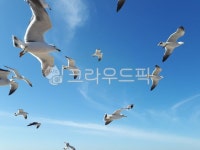 갈매기, 바닷가, 하늘, sky, 맑은날씨, 사진,이미지,일러스트,캘리그라피 - 빵의초성은삐읍작가 크라우드픽 - 저작권 걱정 없는 상업용 이미지
